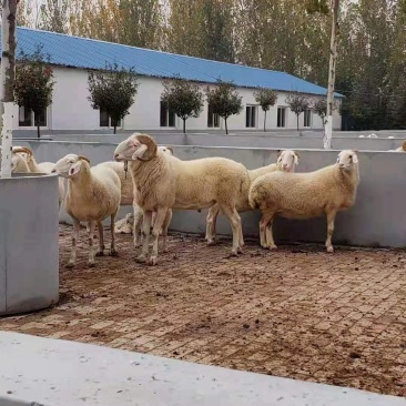 小尾寒羊买十只送一只价格合适免费送货货到付款