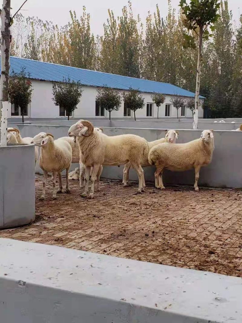 小尾寒羊买十只送一只价格合适免费送货货到付款