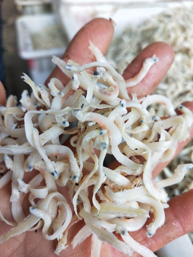 小银鱼面条鱼干高温烘干9成干，味道鲜不咸一件代发不包邮