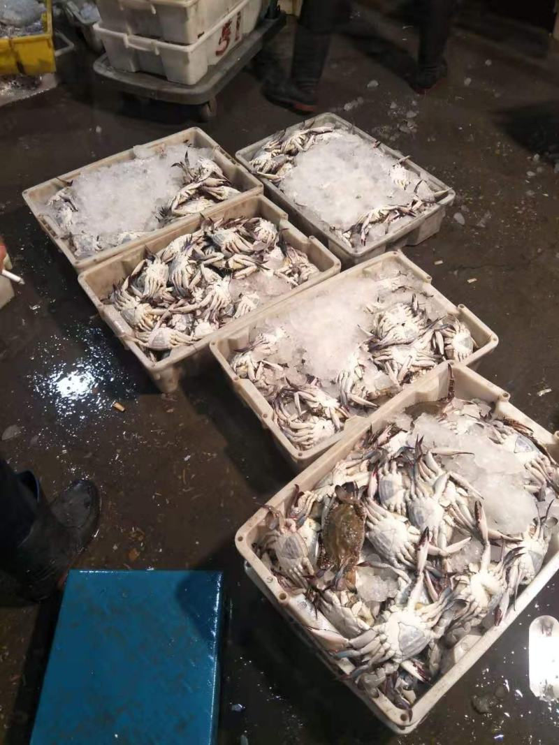 海捕梭子蟹冰鲜码头直发