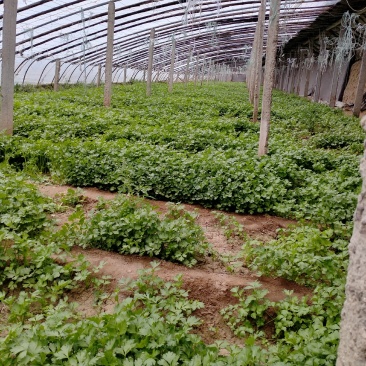 大量出售法国皇后西芹苗量大从优欢迎来电咨询