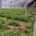 大量出售法国皇后西芹苗量大从优欢迎来电咨询