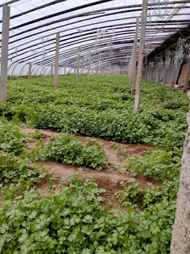 大量出售法国皇后西芹苗量大从优欢迎来电咨询