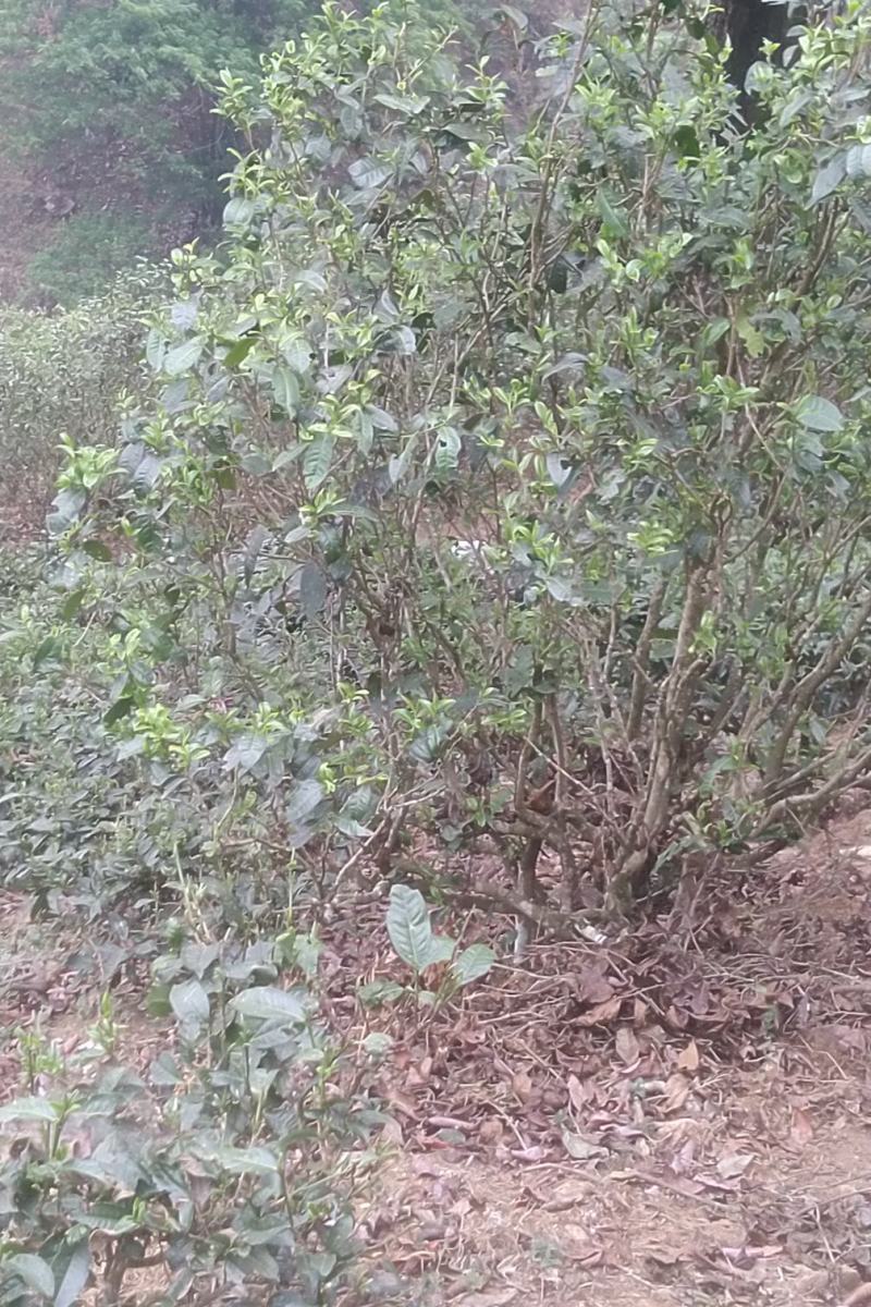 普洱茶老树茶，勐库老树茶