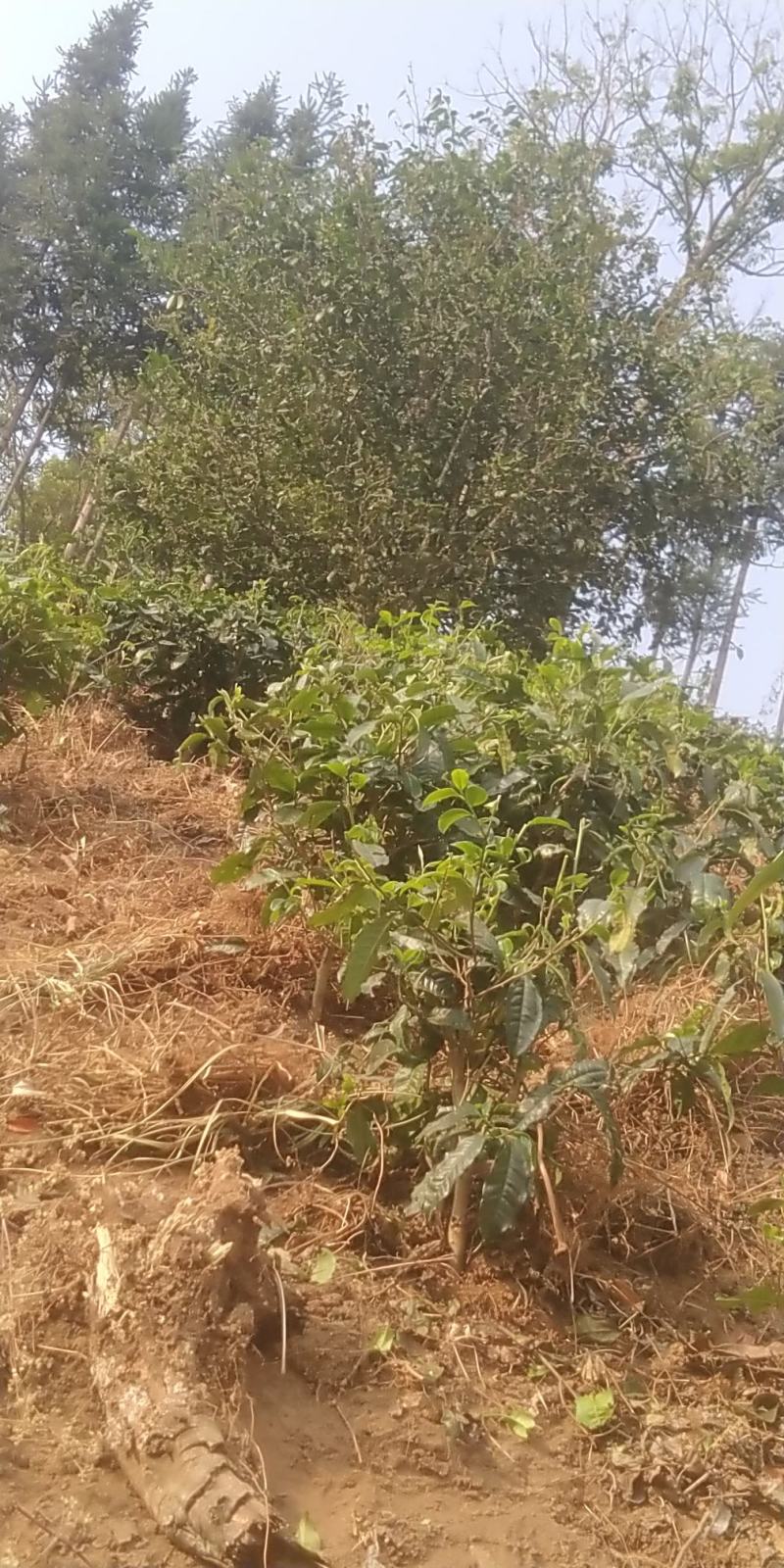 普洱茶老树茶，勐库老树茶
