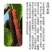 桑葚树苗共有12种有台湾长果桑苗.无籽十大苗:四季桑葚苗