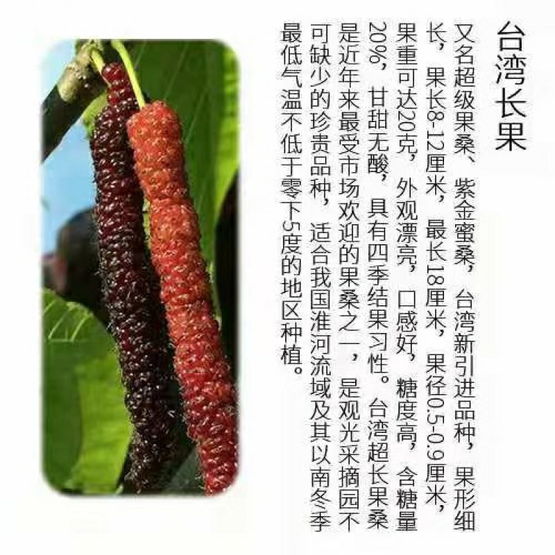 桑葚树苗共有12种有台湾长果桑苗.无籽十大苗:四季桑葚苗