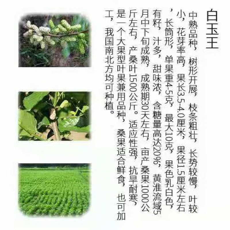桑葚树苗共有12种有台湾长果桑苗.无籽十大苗:四季桑葚苗