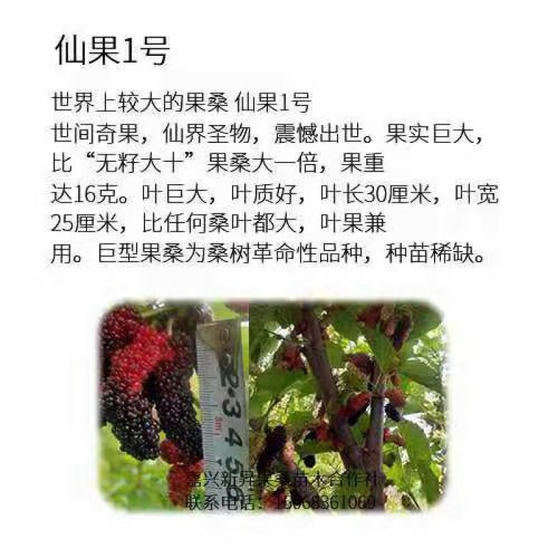 桑葚树苗共有12种有台湾长果桑苗.无籽十大苗:四季桑葚苗