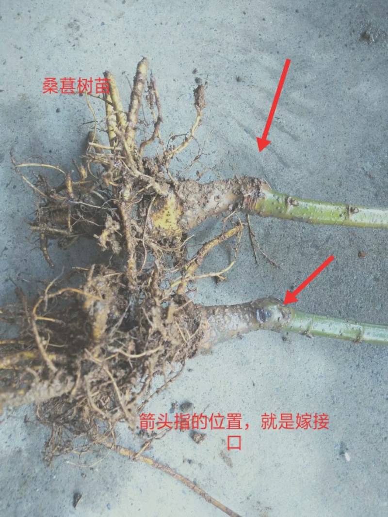 桑葚树苗共有12种有台湾长果桑苗.无籽十大苗:四季桑葚苗