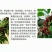桑葚树苗共有12种有台湾长果桑苗.无籽十大苗:四季桑葚苗
