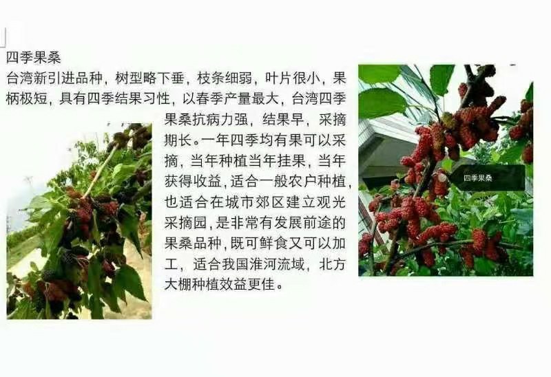 桑葚树苗共有12种有台湾长果桑苗.无籽十大苗:四季桑葚苗