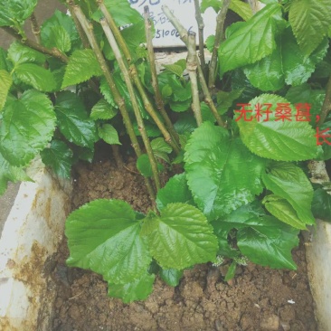 桑葚树苗共有12种有台湾长果桑苗.无籽十大苗:四季桑葚苗