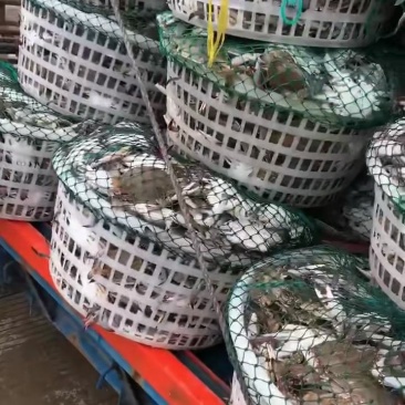 海捕梭子蟹冰鲜码头直发