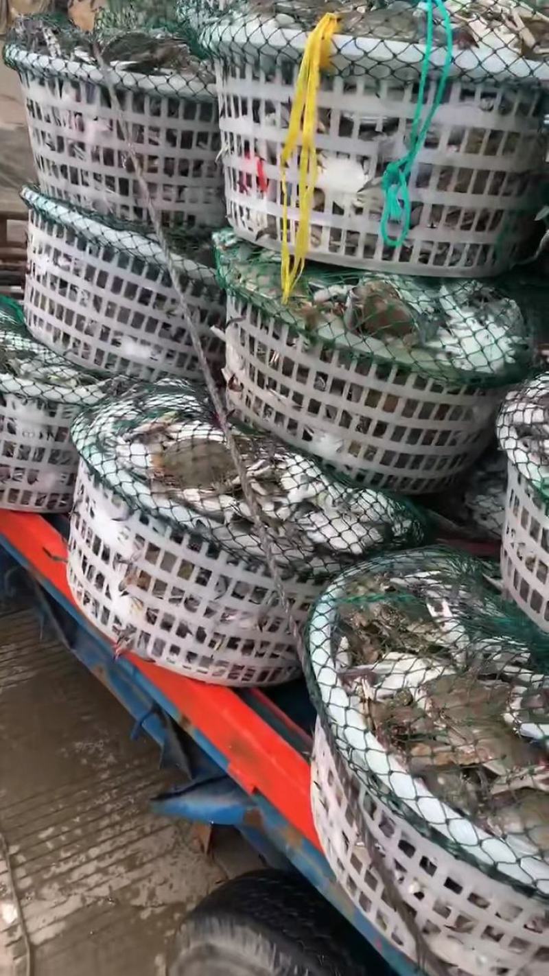 海捕梭子蟹冰鲜码头直发