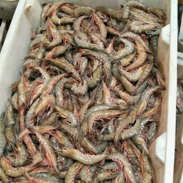 海捕金钩虾大虾冰鲜码头直发