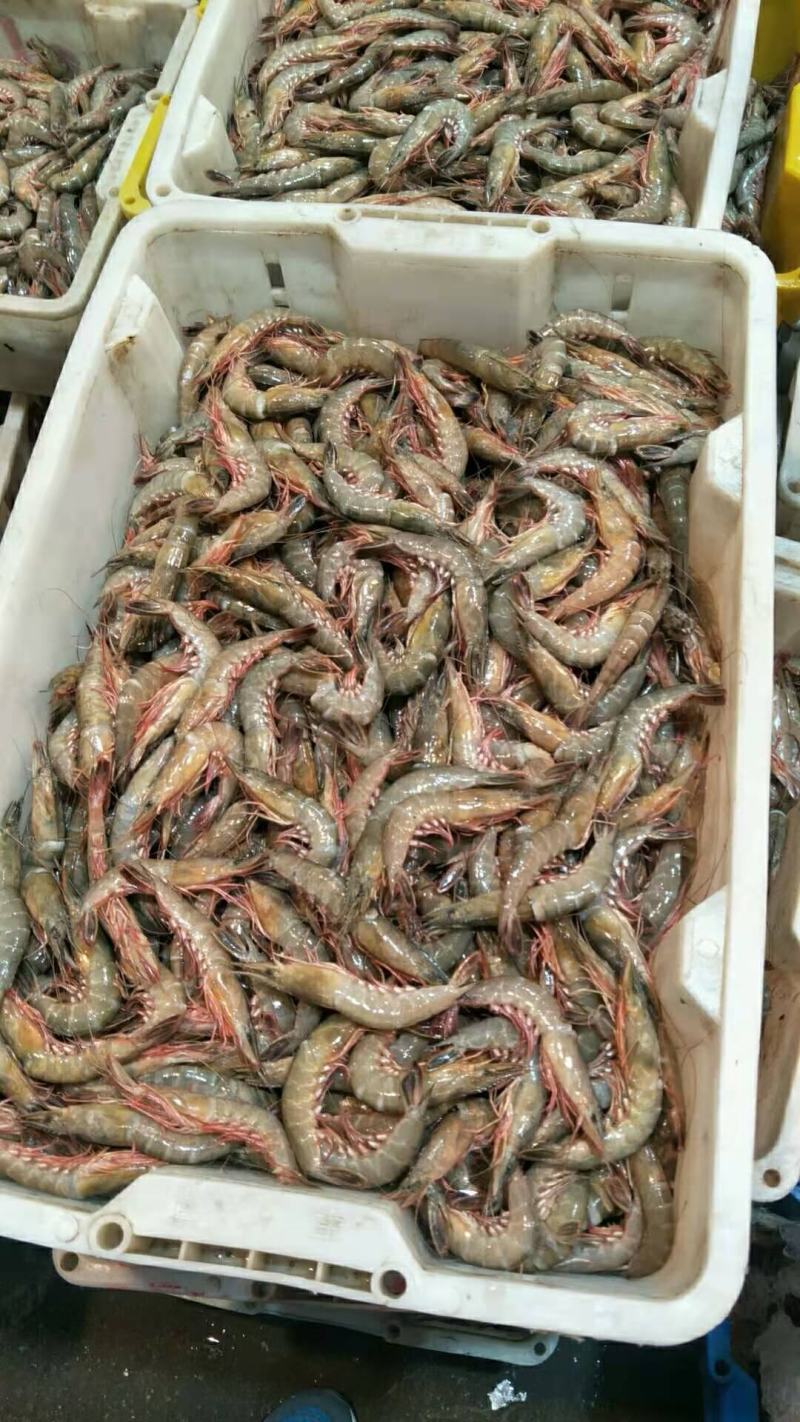 海捕金钩虾大虾冰鲜码头直发
