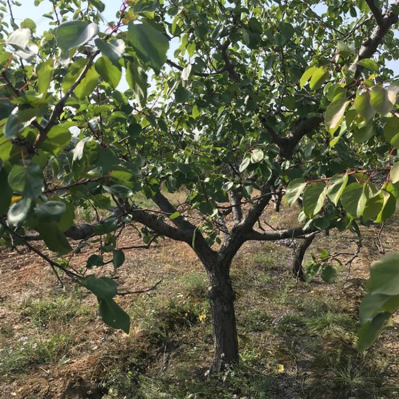15年金太阳杏树