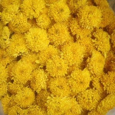 菊花茶
