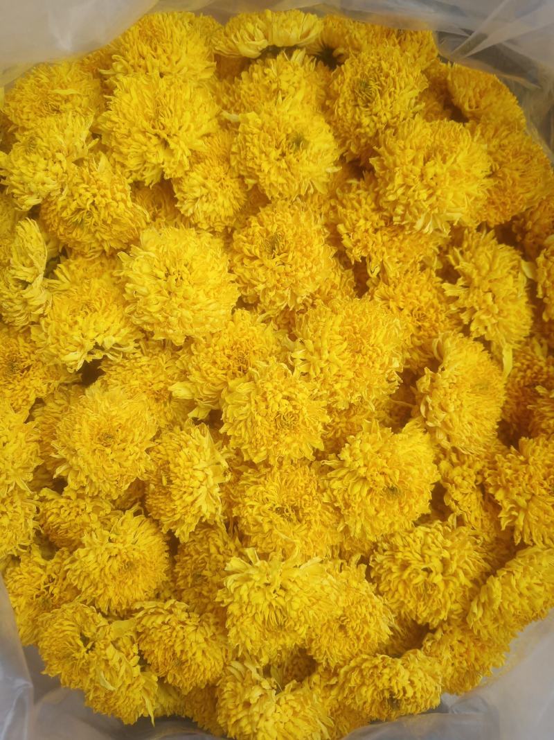 菊花茶