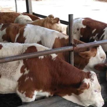 荷兰牛，来场买牛享受惠民补贴1000元/头，免费送货