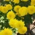 菊花茶
