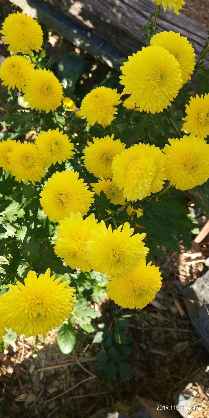 菊花茶