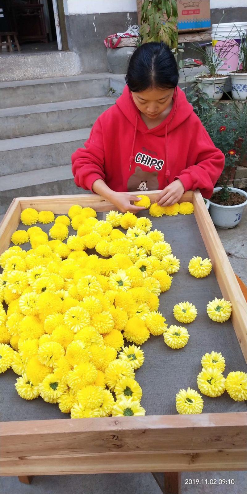 菊花茶