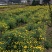 菊花茶