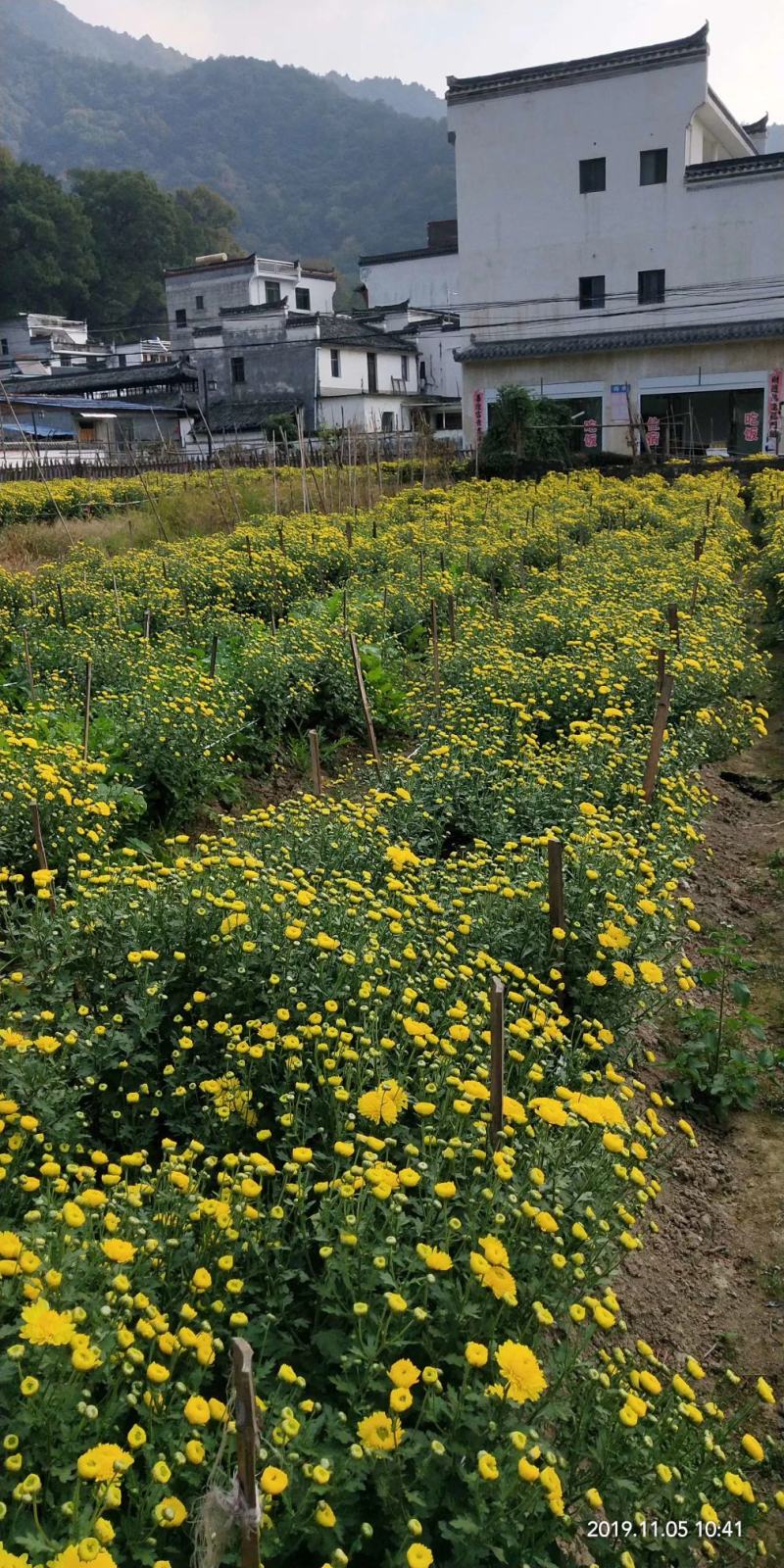 菊花茶
