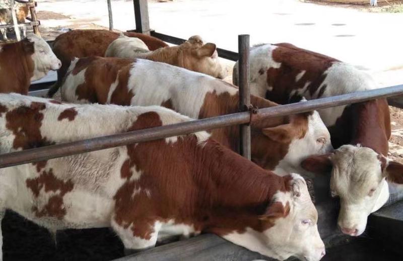 婆罗门牛，来场买牛享受惠民补贴1000元/头，免费送货