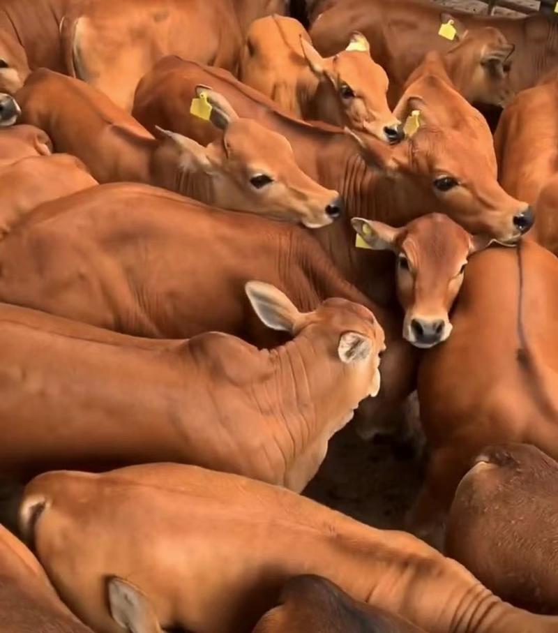 婆罗门牛，来场买牛享受惠民补贴1000元/头，免费送货
