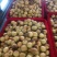 大棚精品冬枣底色发黄发白点红片红冬枣大量现货供应
