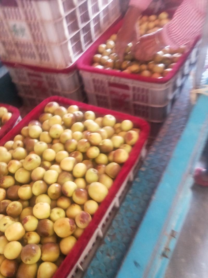 大棚精品冬枣底色发黄发白点红片红冬枣大量现货供应