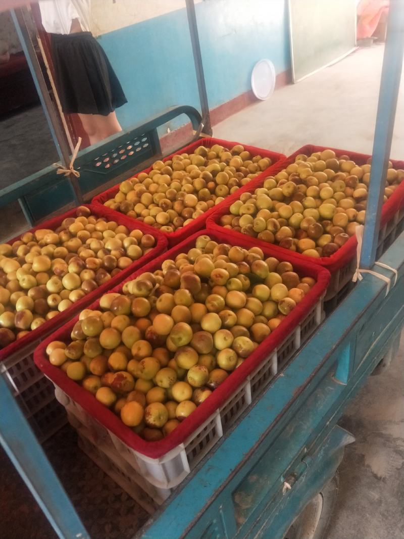 大棚精品冬枣底色发黄发白点红片红冬枣大量现货供应