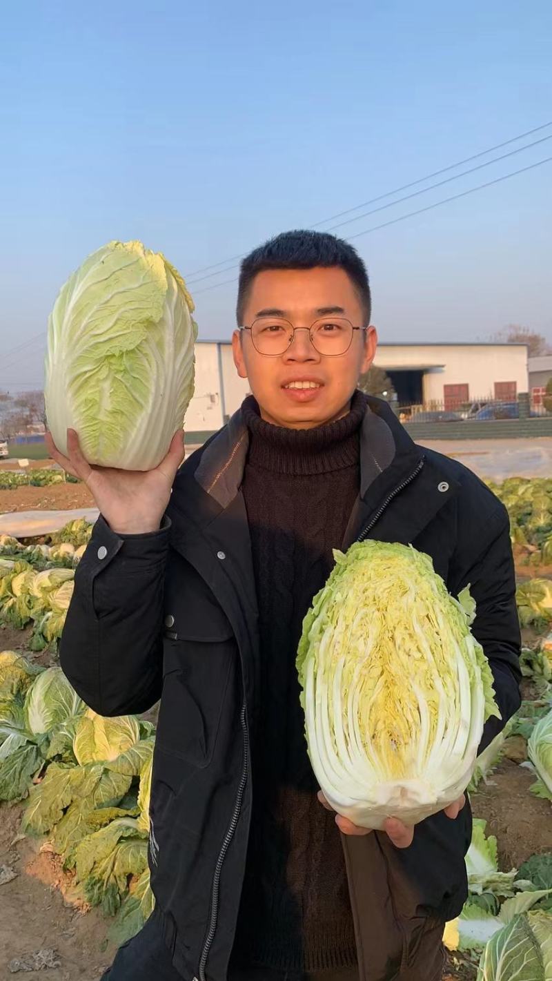 （精选）秋季高品质大白菜种子叶色浓绿个头大口感爽脆耐储运