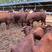婆罗格斯牛，来场买牛享受惠民补贴1000元/头，免费送货