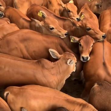 婆罗福特牛，来场买牛享受惠民补贴1000元/头，免费送货