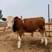 婆罗福特牛，来场买牛享受惠民补贴1000元/头，免费送货