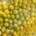 青枣八月2号到15号大量供应