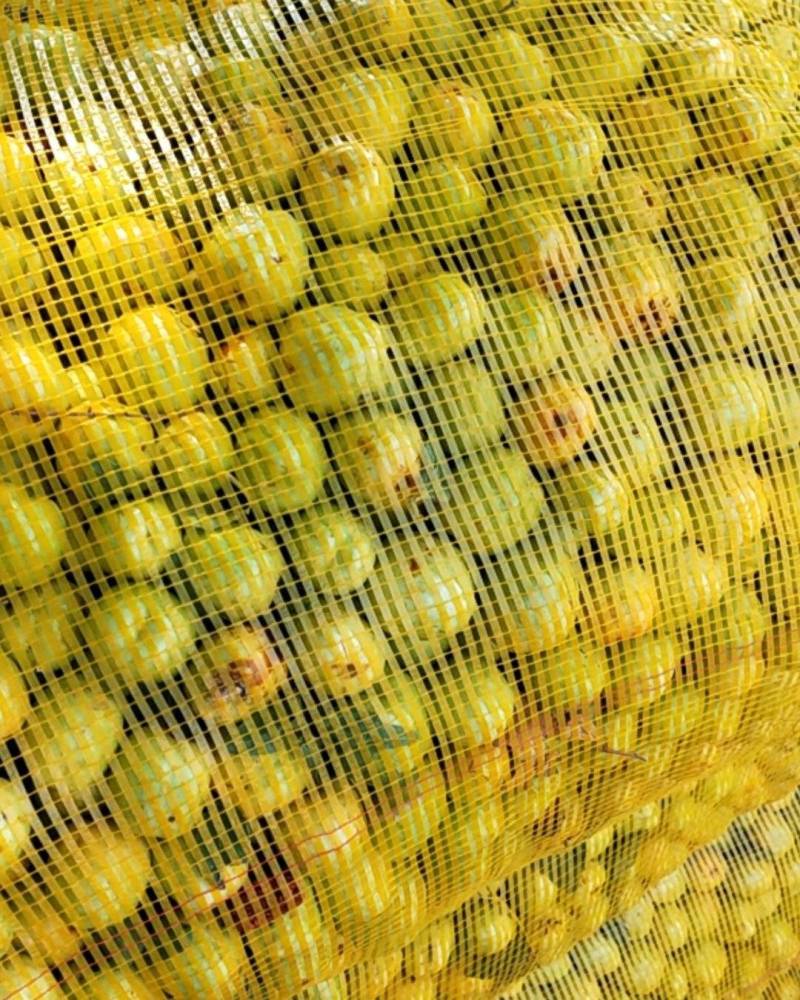 青枣八月2号到15号大量供应