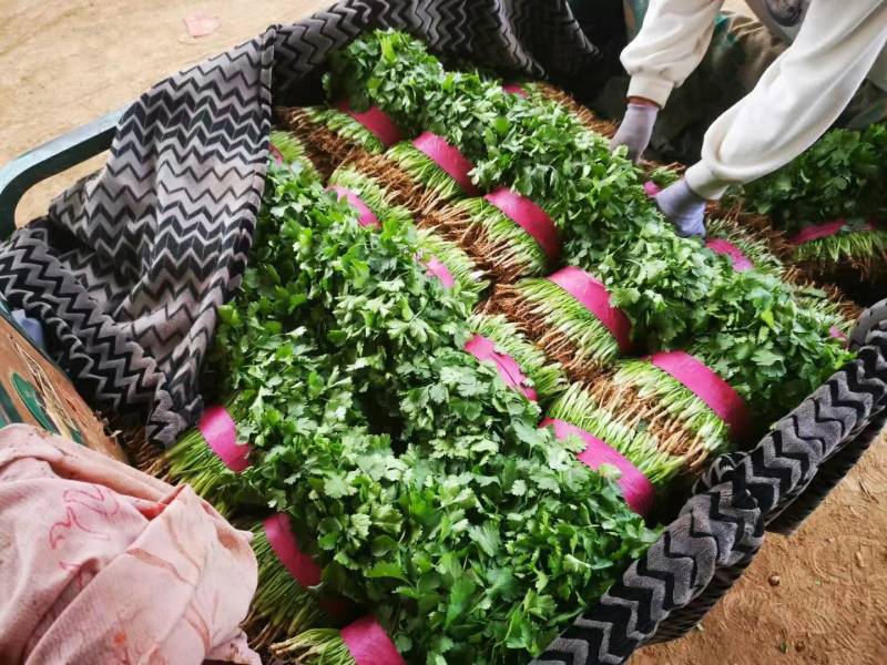 【精品推荐】优质大叶香菜商超品质常年发往山西北京陕西辽宁