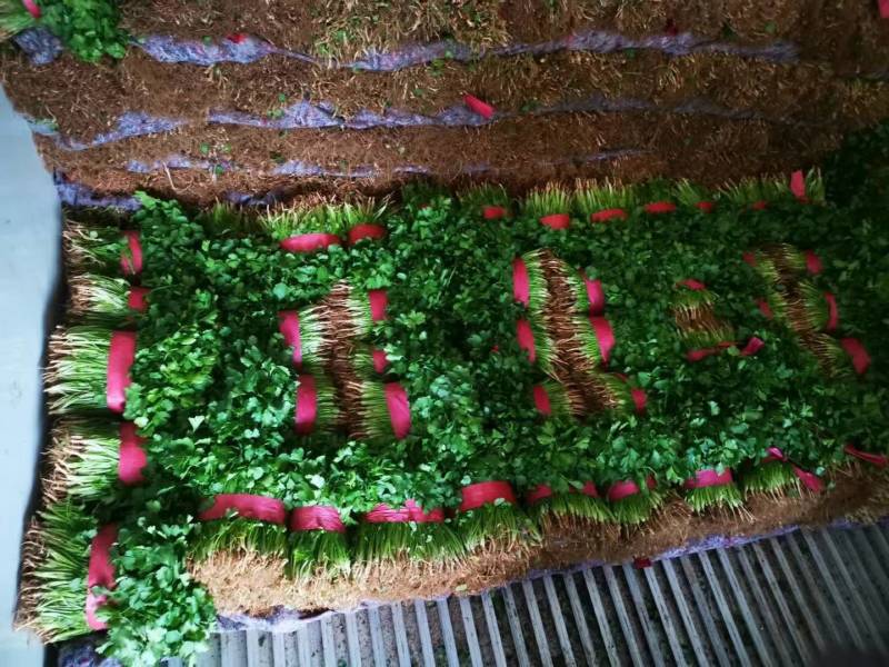 【精品推荐】优质大叶香菜商超品质常年发往山西北京陕西辽宁