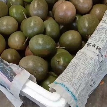 百香果苗