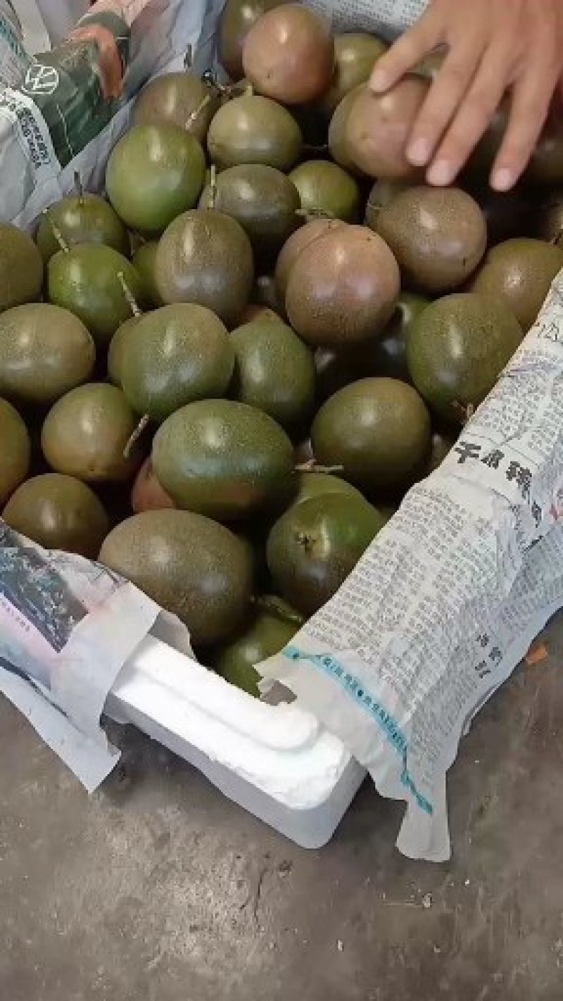 百香果苗