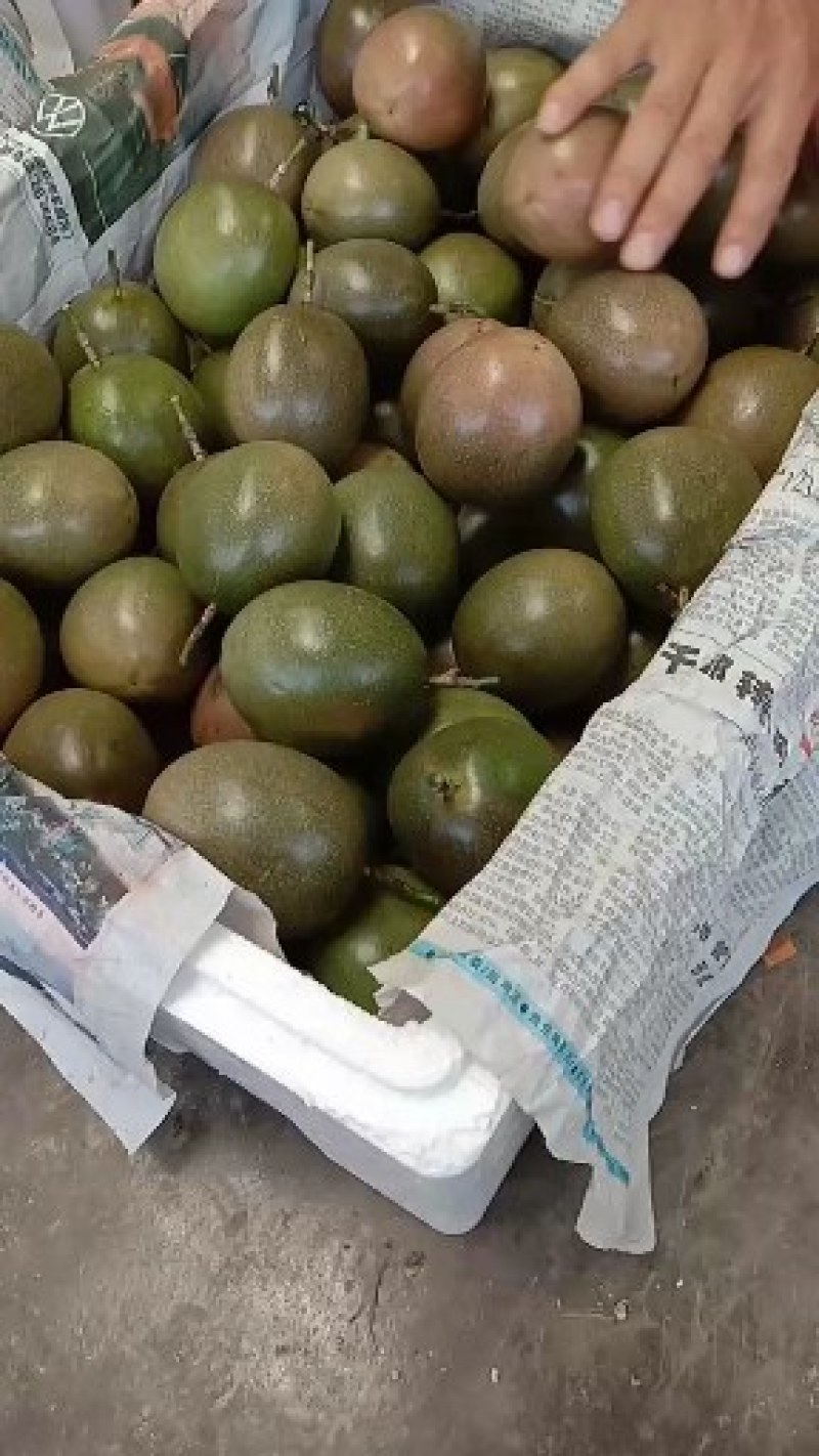 百香果苗