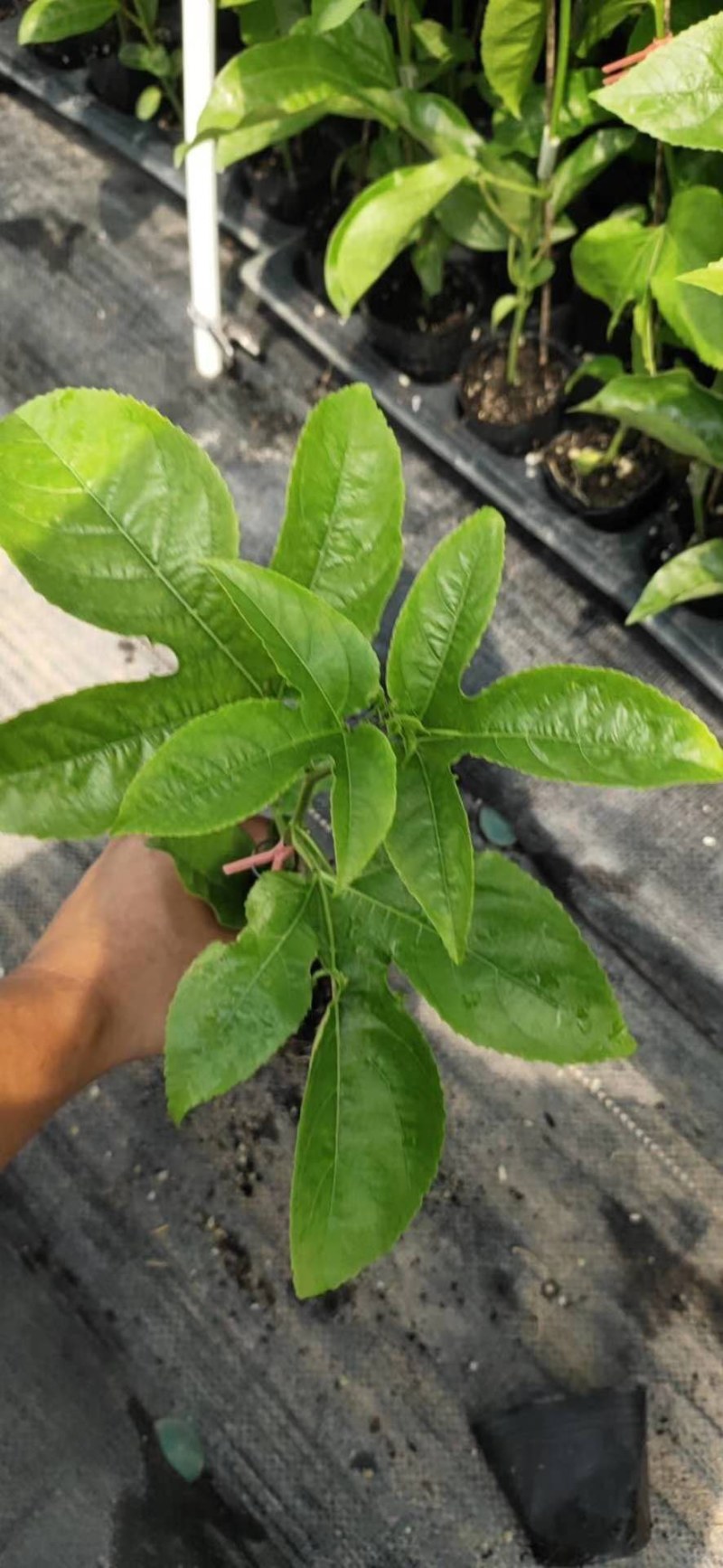 百香果苗