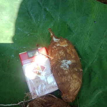 贵州芋头大上市了质量好个头大。每天能力供应五吨以上