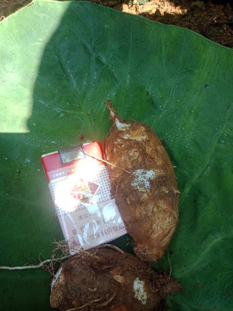 贵州芋头大上市了质量好个头大。每天能力供应五吨以上