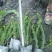 四川肾蕨苗肾蕨小杯苗/地苗出售量多5-20片叶子